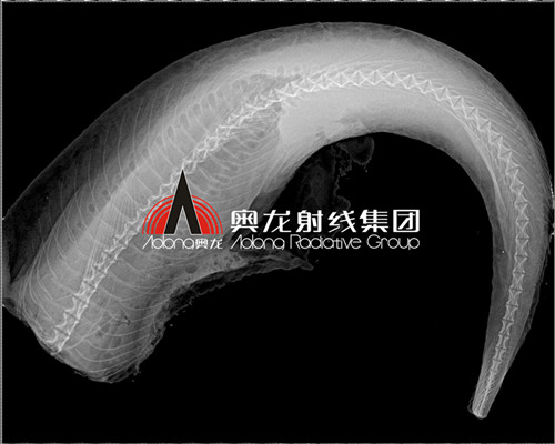 凍魚(yú)成像.jpg 凍魚(yú)成像.jpg