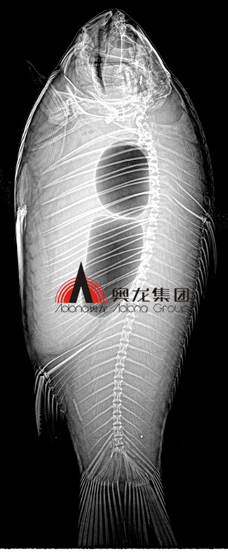 魚(yú)類(lèi)成像.jpg 魚(yú)類(lèi)成像.jpg