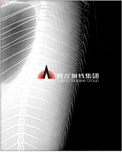 鯽魚(yú)刺3倍放大.jpg 鯽魚(yú)刺3倍放大.jpg