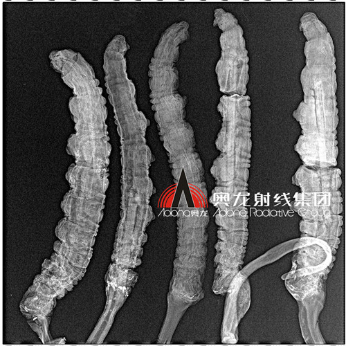 蟲(chóng)草.jpg 蟲(chóng)草.jpg