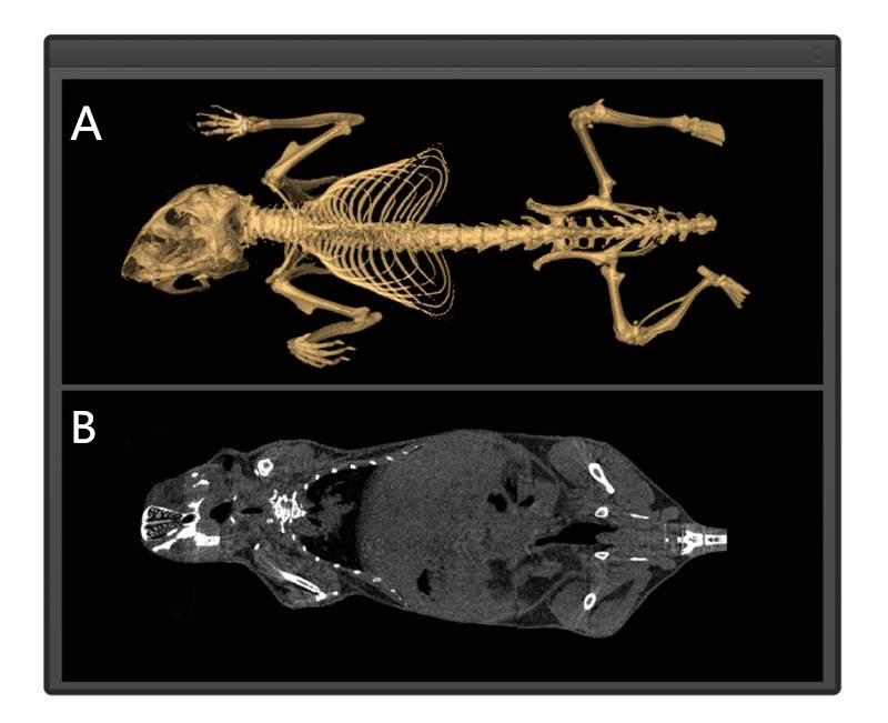 預臨床研究_副本.jpg 預臨床研究_副本.jpg